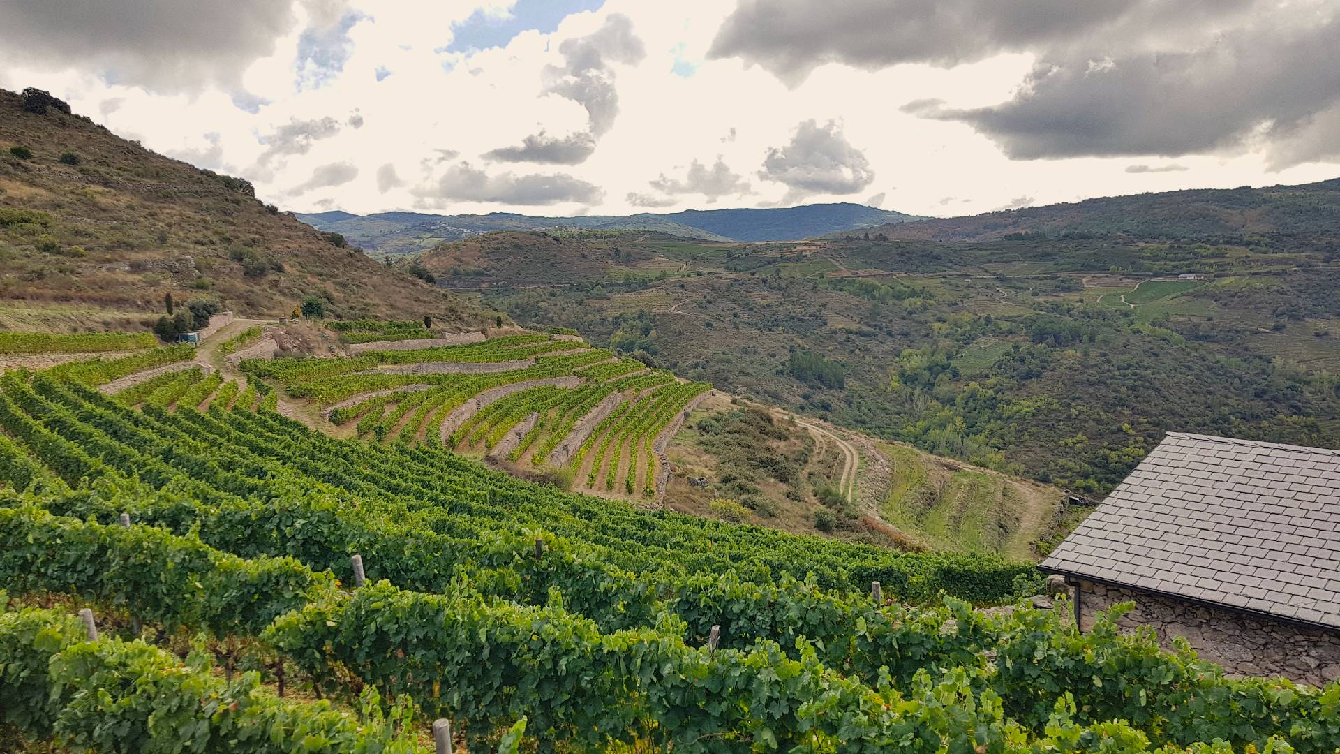 Viñedo_A Coroa_Falcoeira_02.jpg